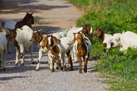 Goats Stock Photos