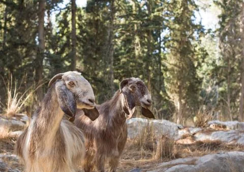 Goats. Stock Photos