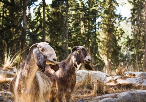 Goats. Stock Photos
