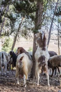 Goats. Stock Photos