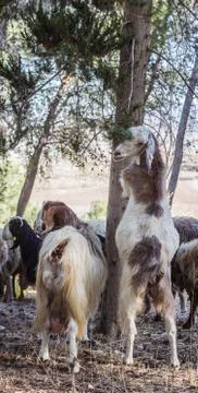 Goats Stock Photos