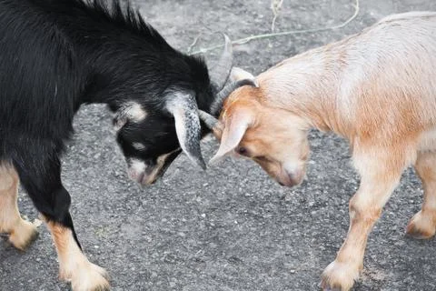 Goats Stock Photos