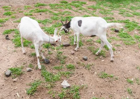 Goats . 스톡 사진