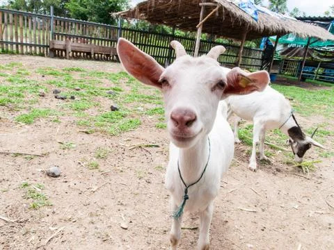 Goats . Stock Photos