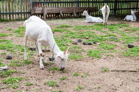Goats . Stock Photos