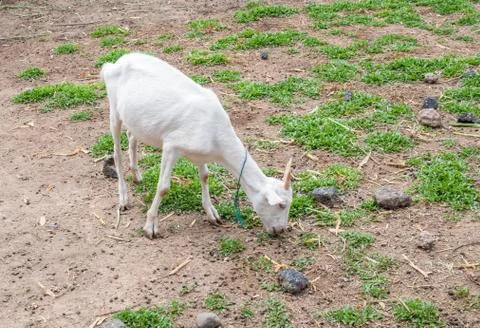 Goats . Stock Photos