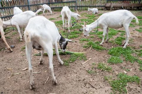 Goats . Stock Photos