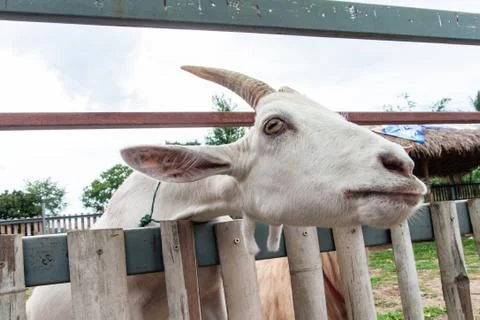 Goats . Stock Photos
