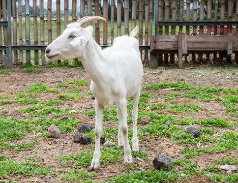Goats . Fotos Stock
