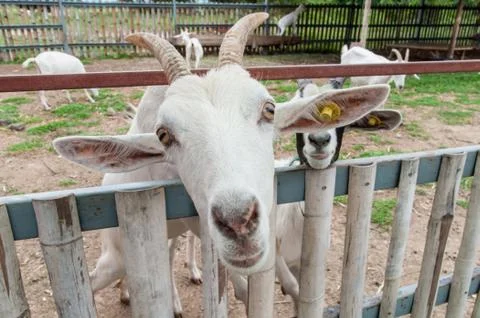 Goats . Stock Photos