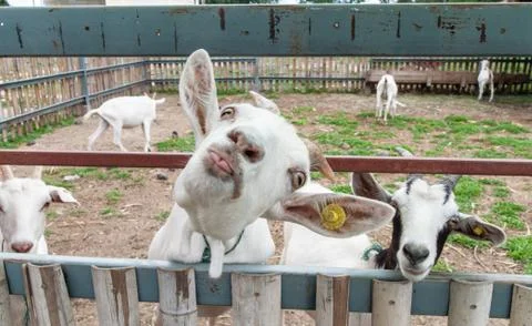 Goats . Photos