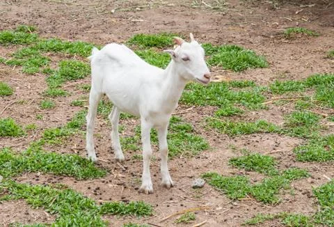 Goats . Stock Photos