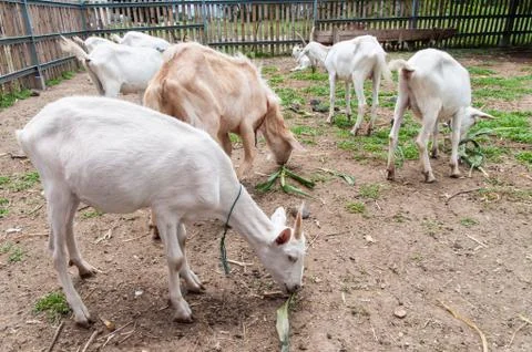 Goats . Photos