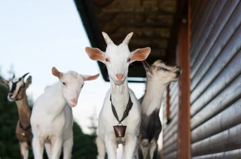 Goats Stock Photos