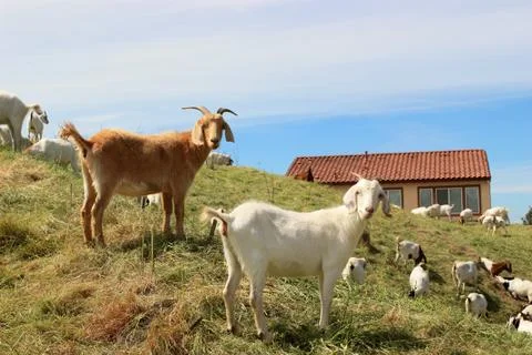 Goats Stock Photos