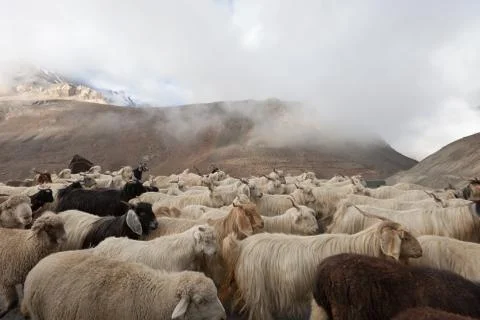 Goats Stock Photos