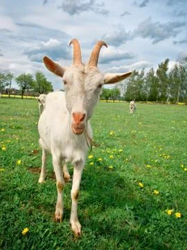 Goats Stock Photos