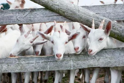 Goats Stock Photos