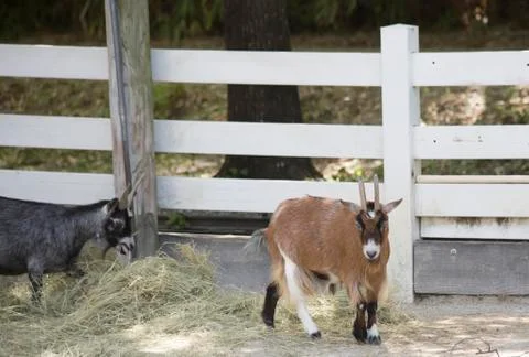 Goats Stock Photos