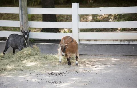 Goats Stock Photos