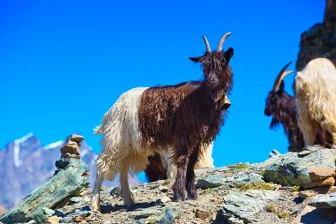 Goats 스톡 사진