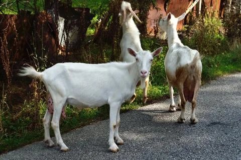 Goats Stock Photos