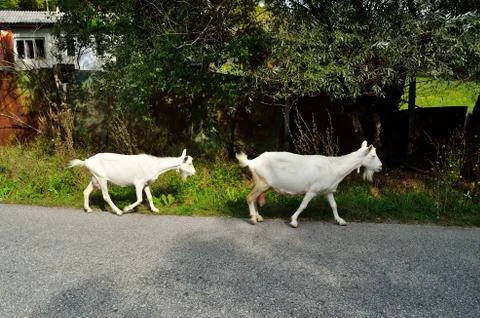 Goats Stock Photos