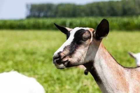Goats Stock Photos