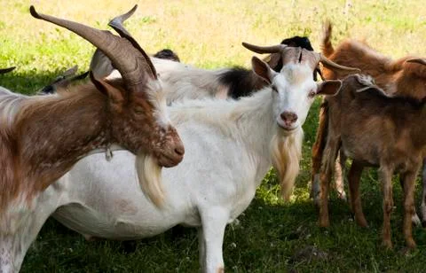 Goats Stock Photos