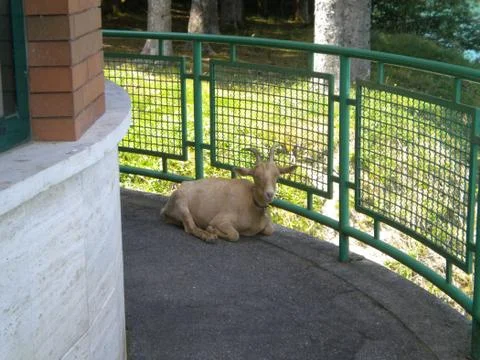 Goats Stock Photos