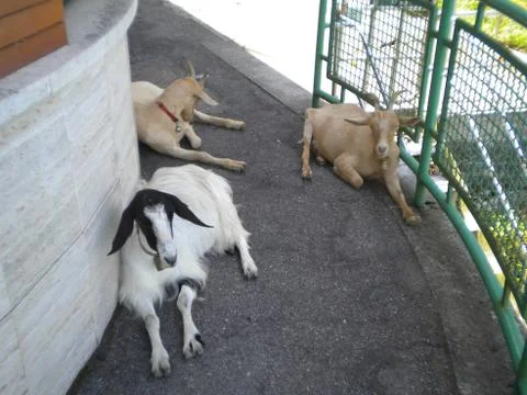 Goats Stock Photos