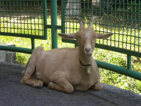 Goats Stock Photos