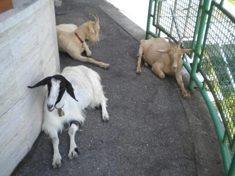 Goats Stock Photos