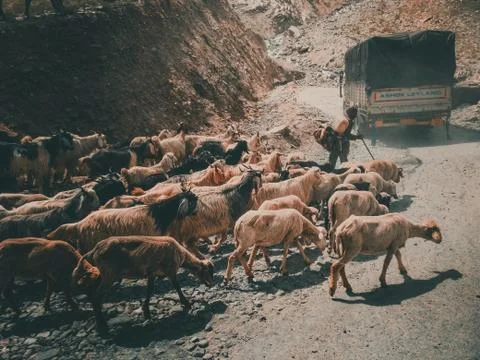 Goats 写真素材