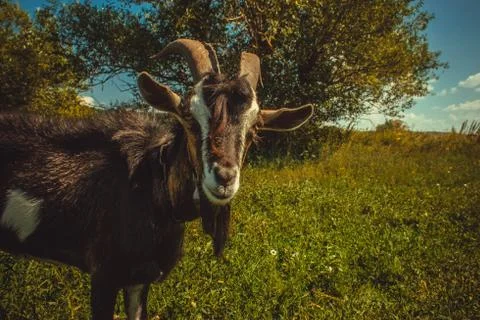 Goats. Stock Photos