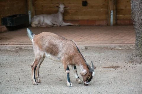 Goats Stock Photos