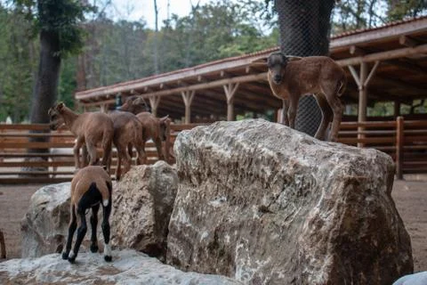 Goats Stock Photos