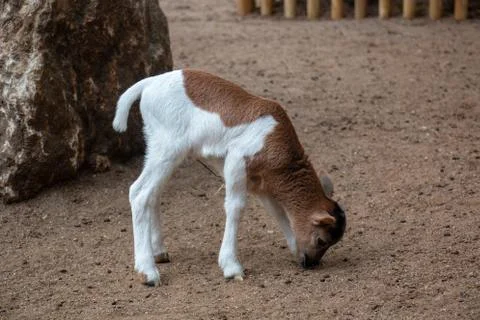 Goats Stock Photos