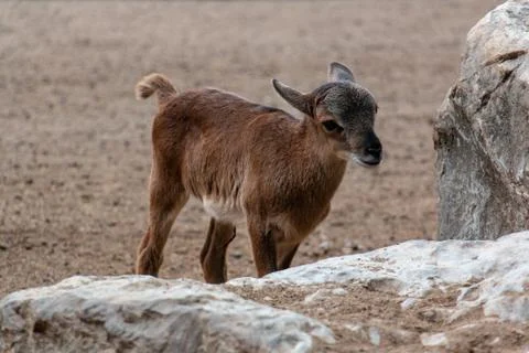 Goats Stock Photos