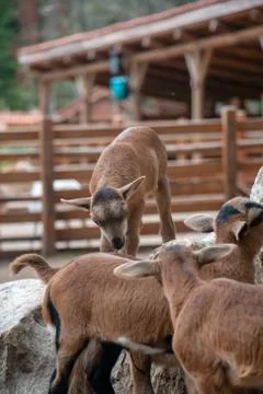Goats Stock Photos