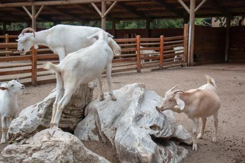 Goats Stock Photos