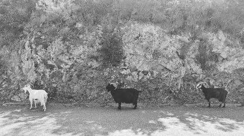 Goats Foto stock