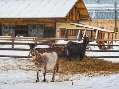 Goats Stock Photos
