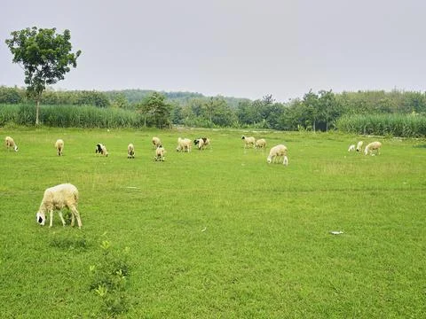 The Goats Foto stock