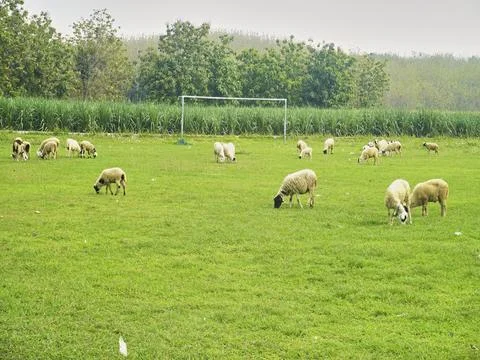 The Goats Stock Photos