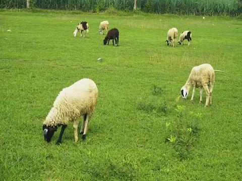 The Goats Stock Photos