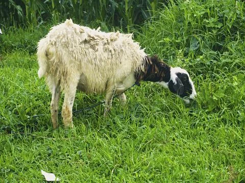 The Goats Stock Photos