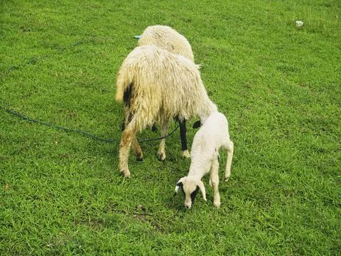 The Goats Foto stock