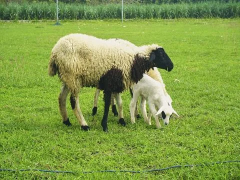 The Goats Stock Photos