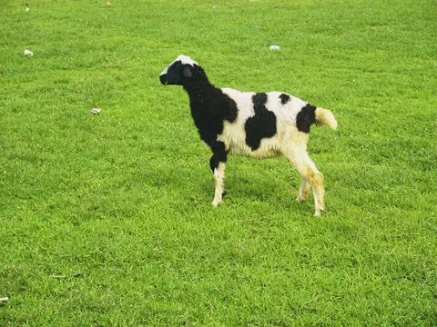 The Goats Stock Photos